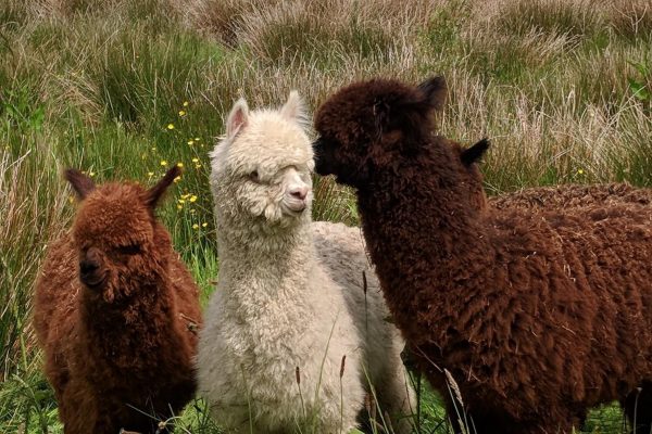 Alpacas