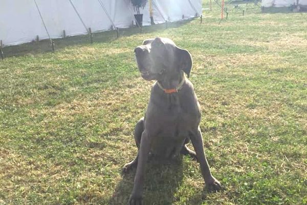 Dog1