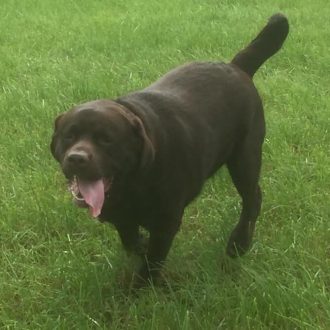 Dog2