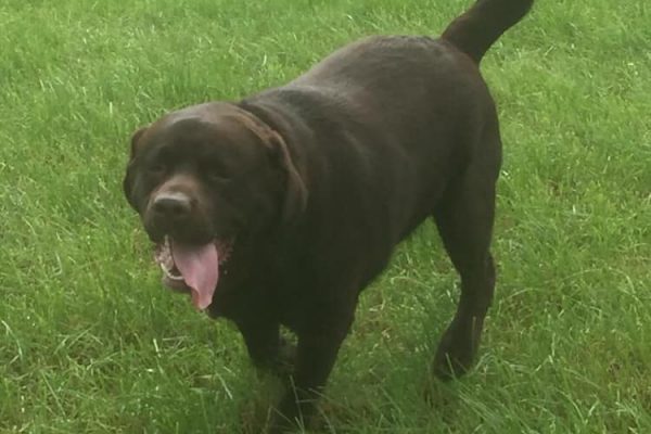 Dog2