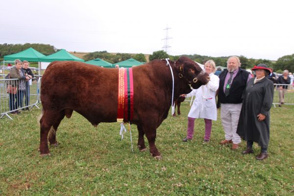 cattle1