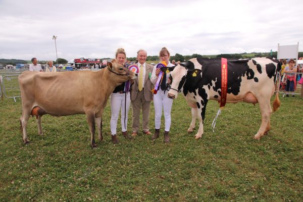 cattle2