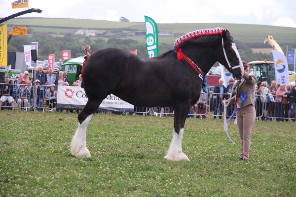 horse1 horse1