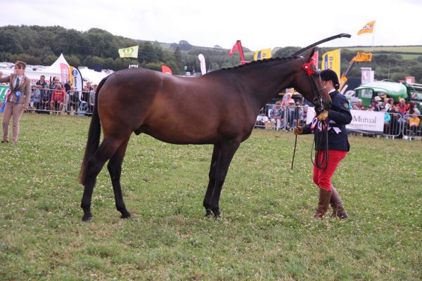 horse2 horse2