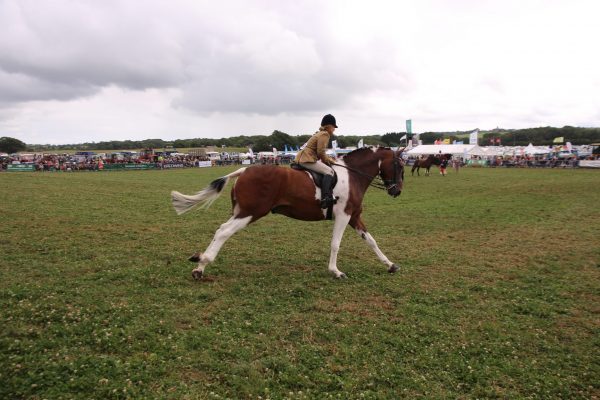 horse3 horse3