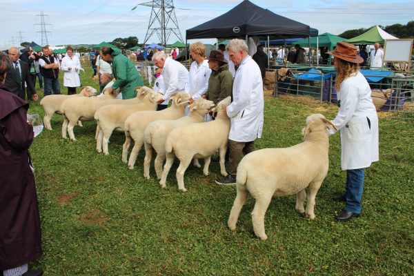 sheep1