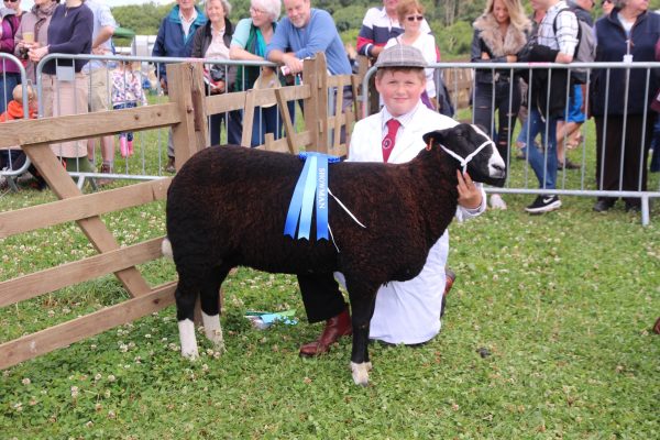 sheep2