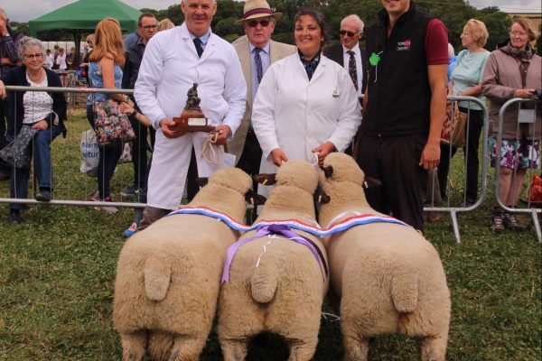 sheep3