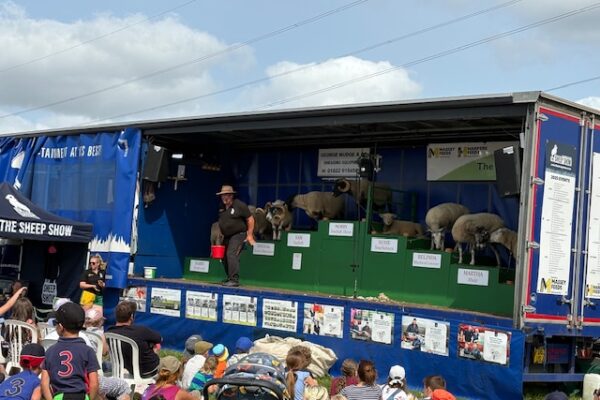 Education - Animal Area Education - Animal Area
